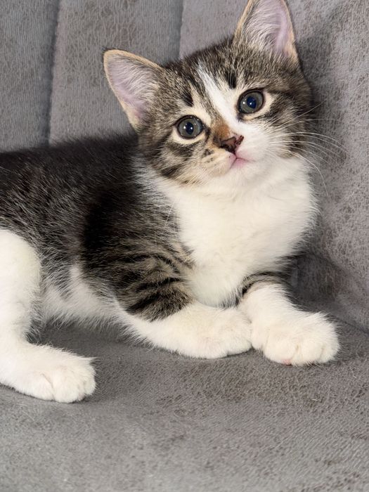 Отдам котят в добрые руки