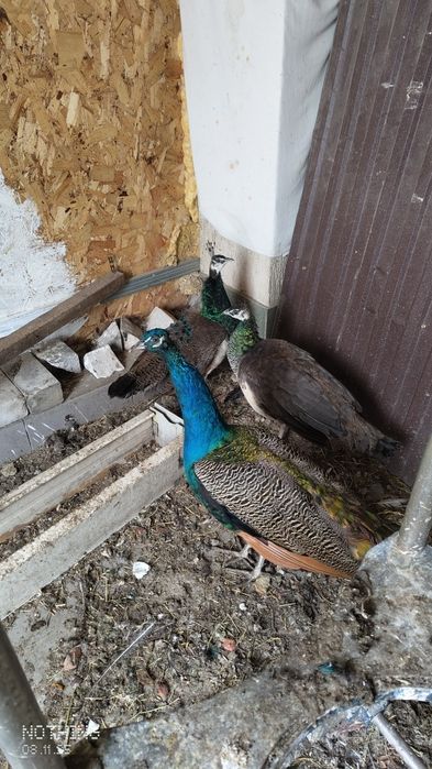 Продаю Павлинов Индийских