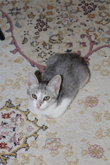 Кошка шотлански 3 месяц