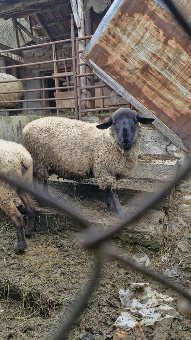 Berbec suffolk 10 luni