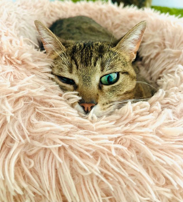 Котета за осиновяване