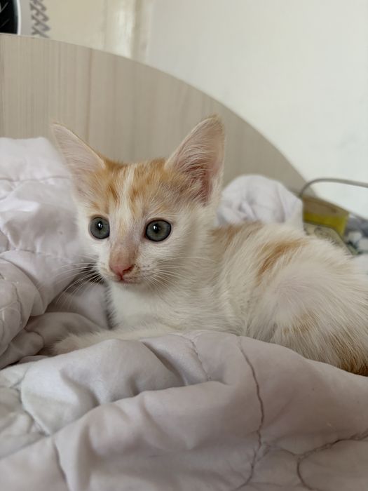 Котенок 2 месяца девочка