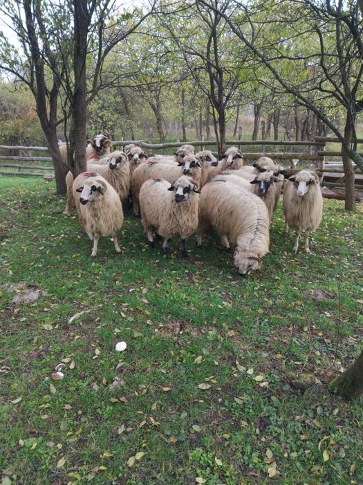 Vând 15 Mioare frumoase. Romos • OLX.ro