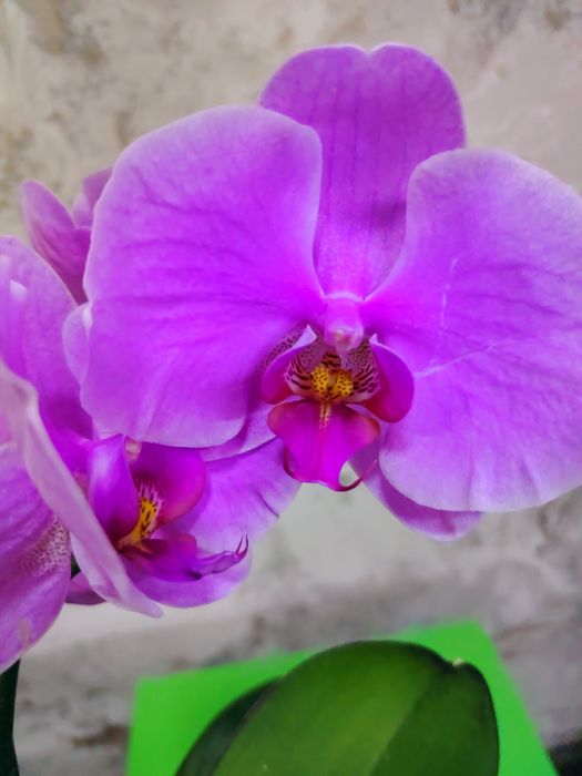 Phalaenopsis big lip
