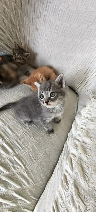 Котята в добрые руки бесплатно