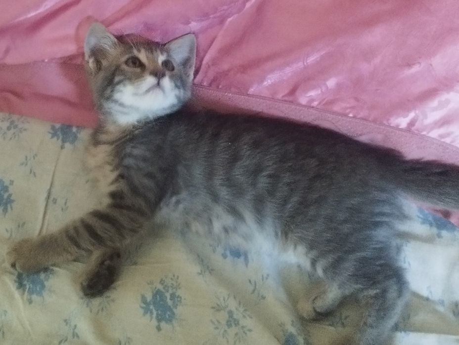 Отдам котёнка в хорошие руки