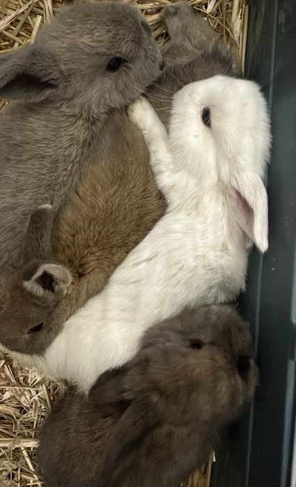 Продаем крольчат