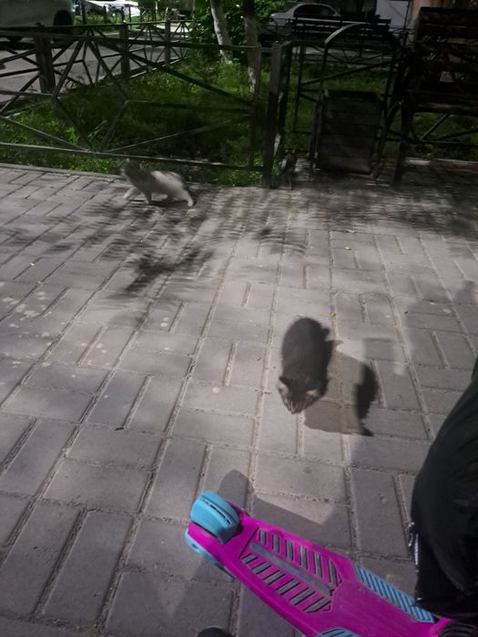 Котята бесплатно