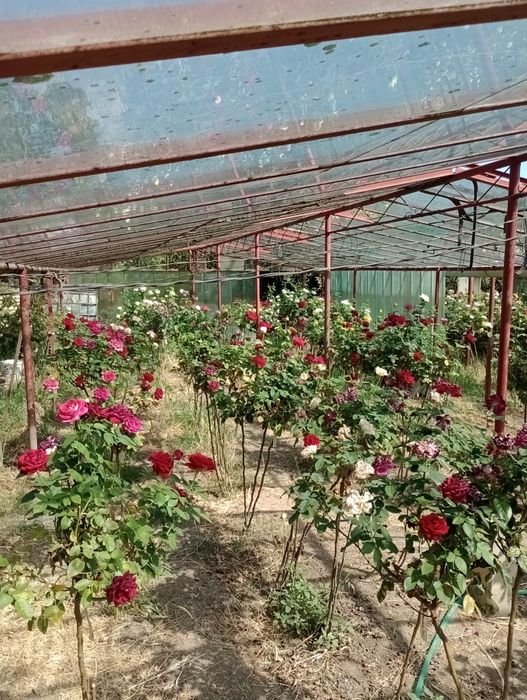 Trandafiri pomișori,17 culori,înălțimea 1.20-1.40m.