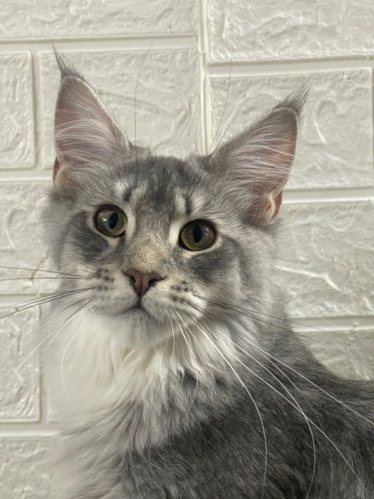 Maine Coon cu părinții campion