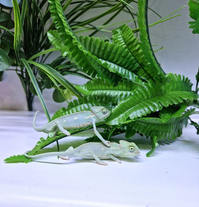 Йеменский хамелеон