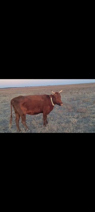 Сиыр сатылады ноябрьде туады бұйырса