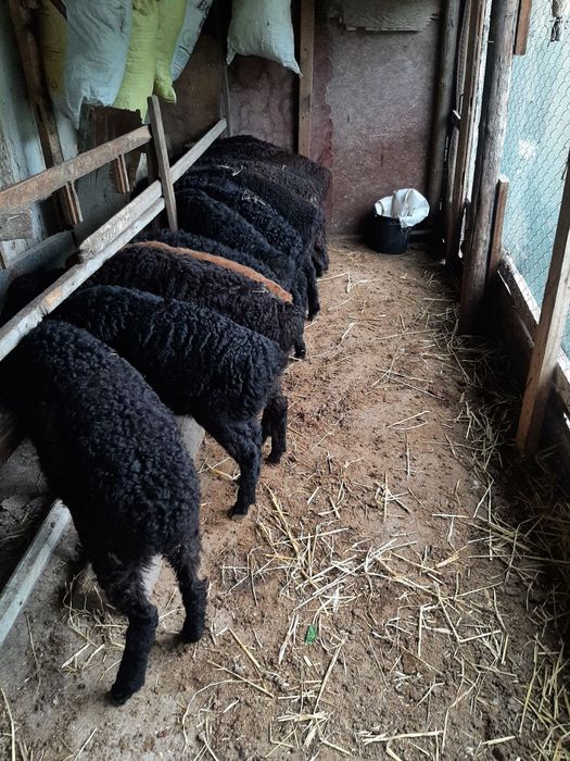 Ёш хисори қўй ва қўчқор қўзилар