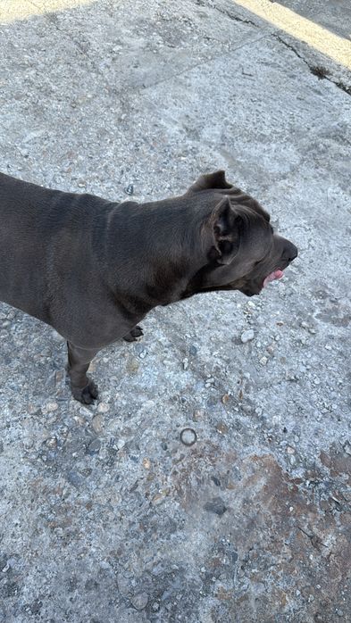 Животные собака