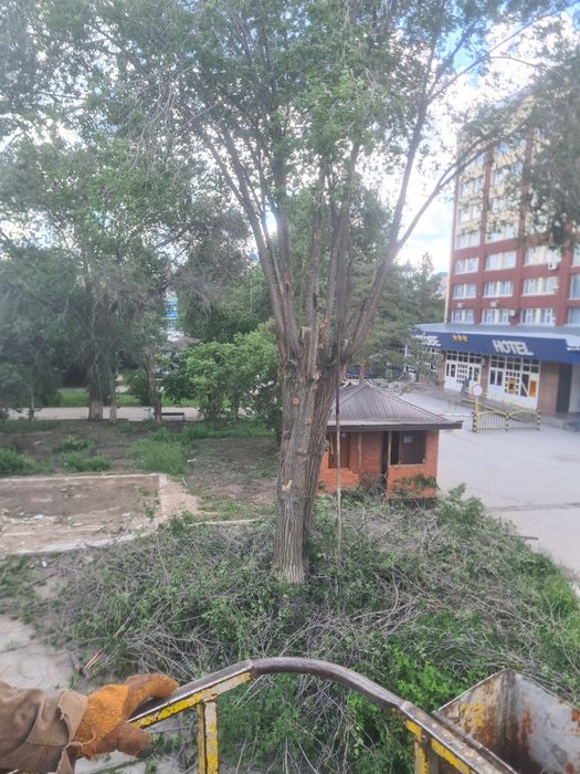 Спиль ,Обрезка Деревьев