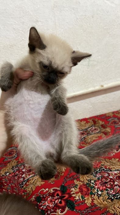 Сиамская котят маленький девушка