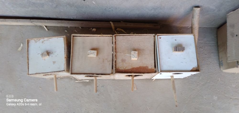 Dublyonkalar valnistiy va karella papugaylari uchun