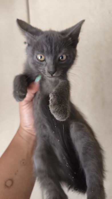 Котята отдам бесплатно