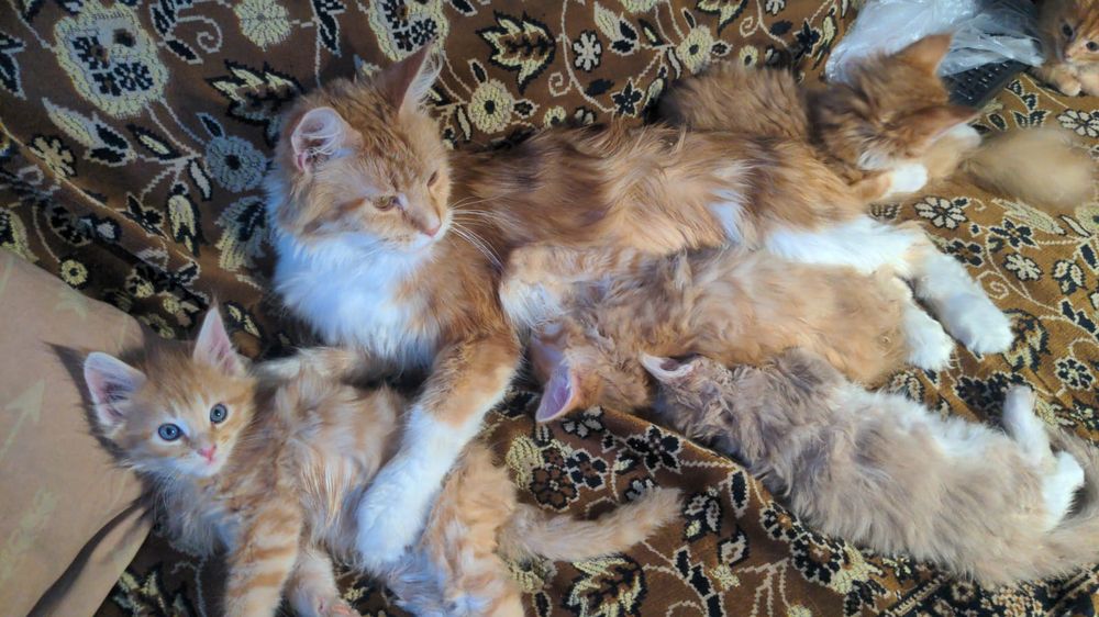 Продам котят мейн-кун