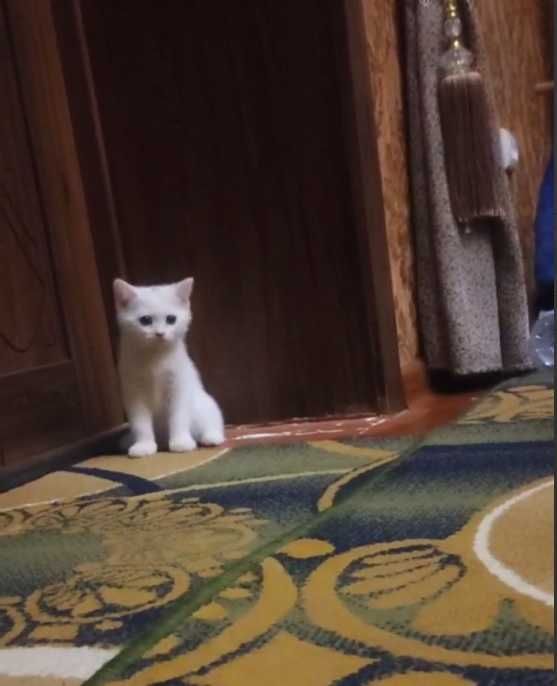 Продается шотландские кошка прямоух Скоттиш Страйт   девочка - белый