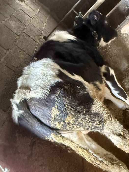 Vând taur de crescut