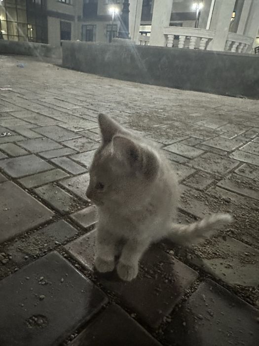 Бесплатно очень красивый