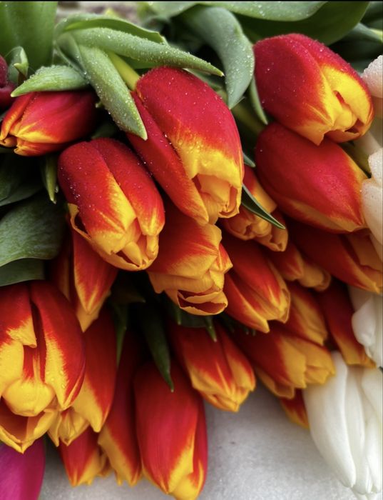 Тюльпаны с луковицей