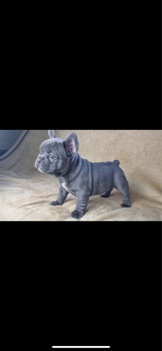 Bulldog francez blue