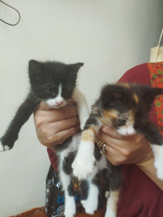 Отдам котят в хорошие руки