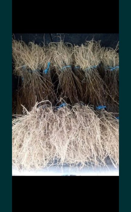 2023 puieți salcam frasin carpen stejar fag paltin tei mesteacăn plop