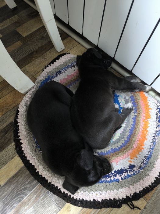 Отдам собак бесплатно