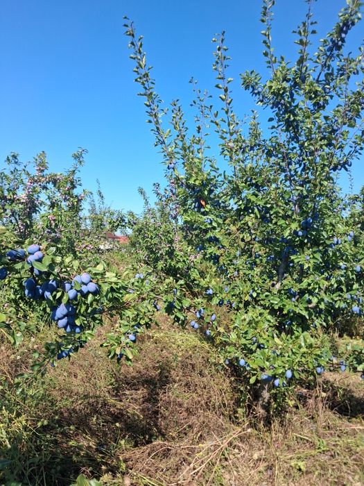 Vând prune pentru masa,dulceață,compot,țuică