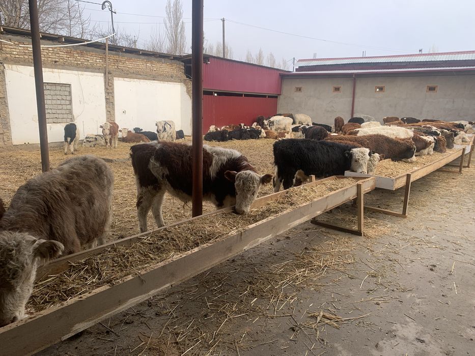 Ангус Сементол моллари