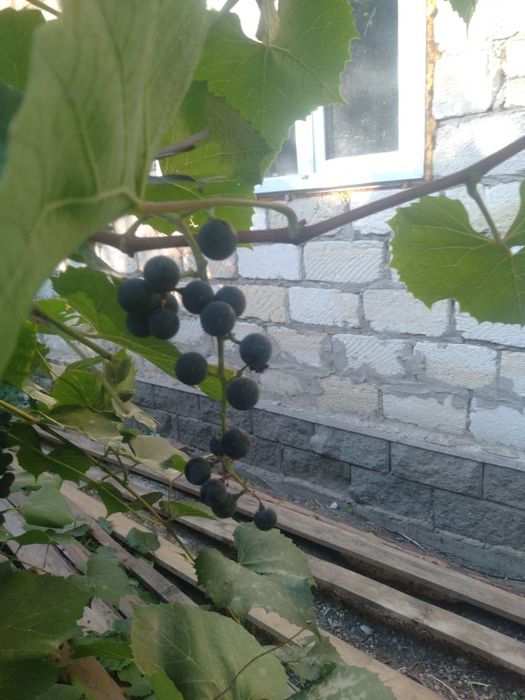 Продам дом на дачном участке