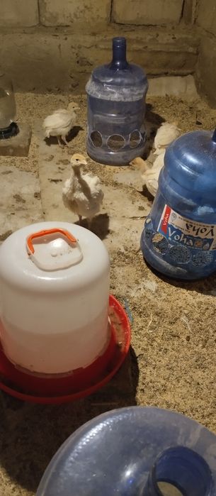 Big 6 kurka joʻjalari sotuvda