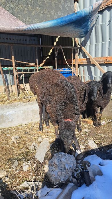 Баран кошкар сатылады