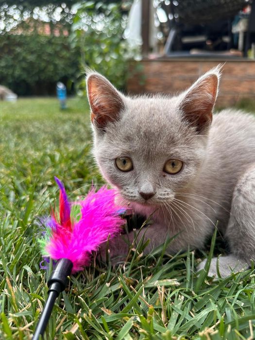 British shorthair