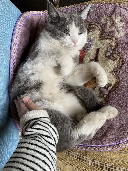 Отдам кошку в добрые руки
