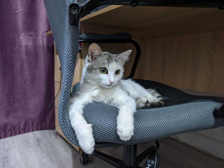 Отдам котёнка в добрые руки