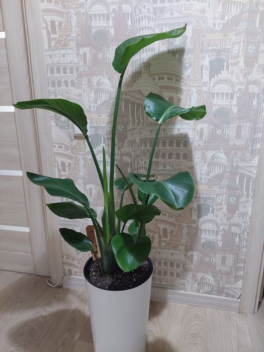 Цветы для офисов и гостиниц