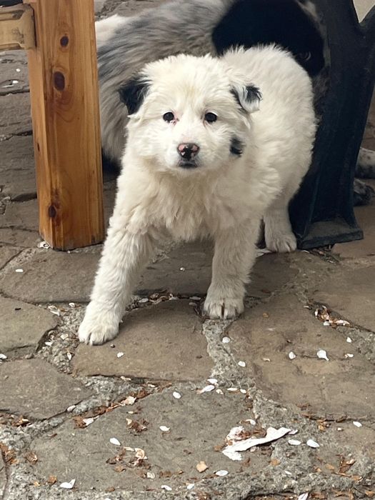 Donez cățeluș, are 4 luni, rasă metis