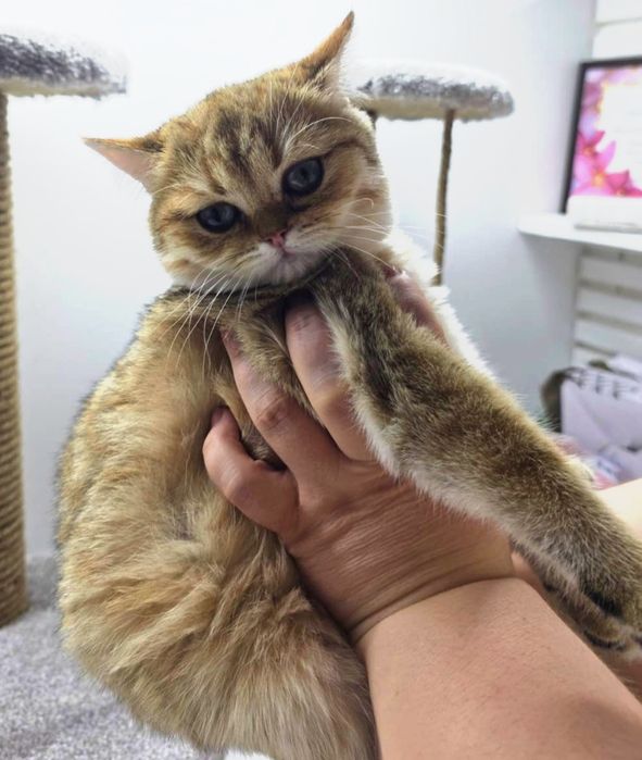 КоШечки  3 мес БритаНскиЕ