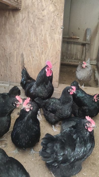 Продам кур породы Австролорп