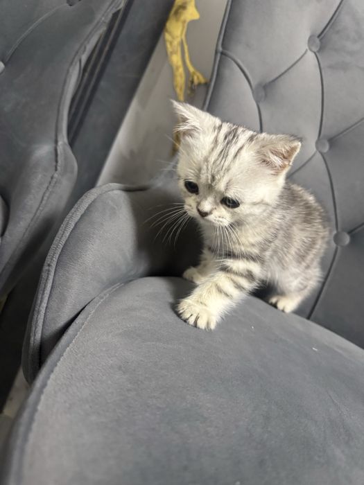 Шотландские котята