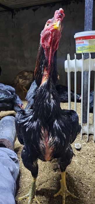 Дакан бойцовая птица