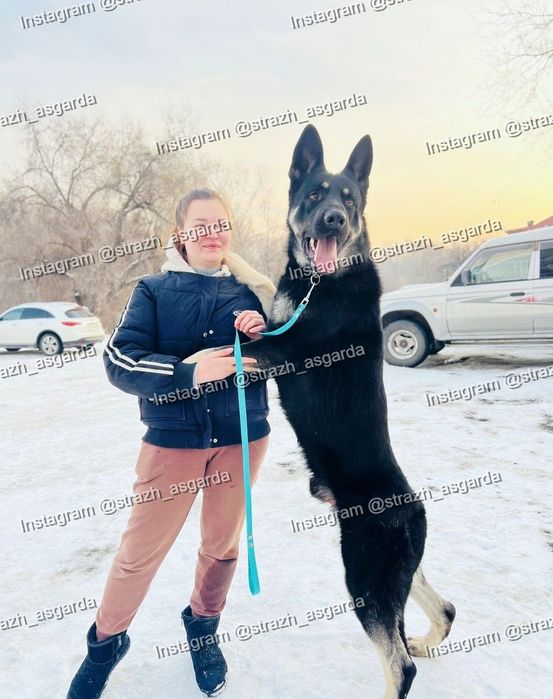Щенки ВЕО с документами!
