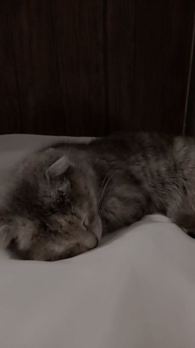 Scottish golf qiz mushugi sotiladi