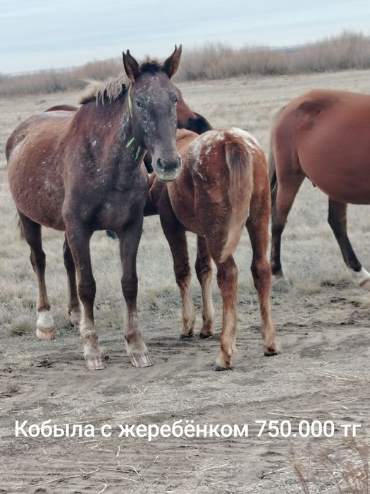 Продам хороших лошадей