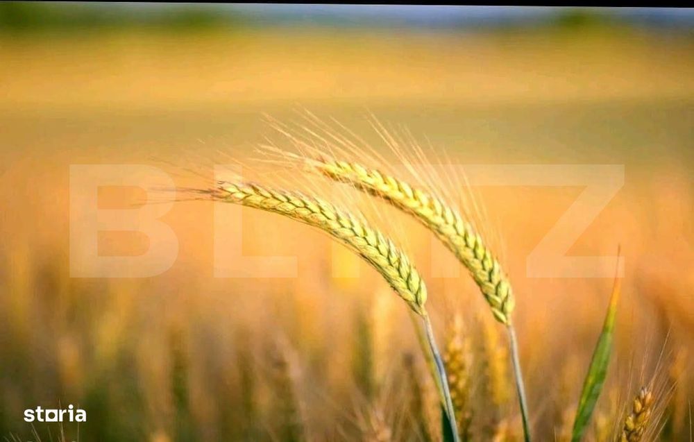 Teren agricol extravilan, 1585 Ha, zona Valea Muresului