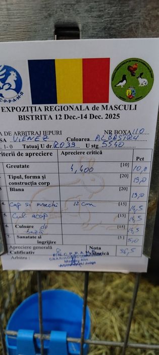 Vienez Albastru  iepure